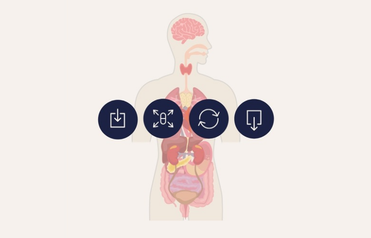 What is pharmacokinetics infographic featured